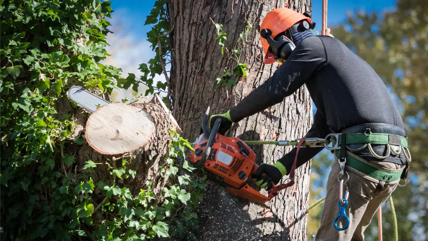 tree removal image